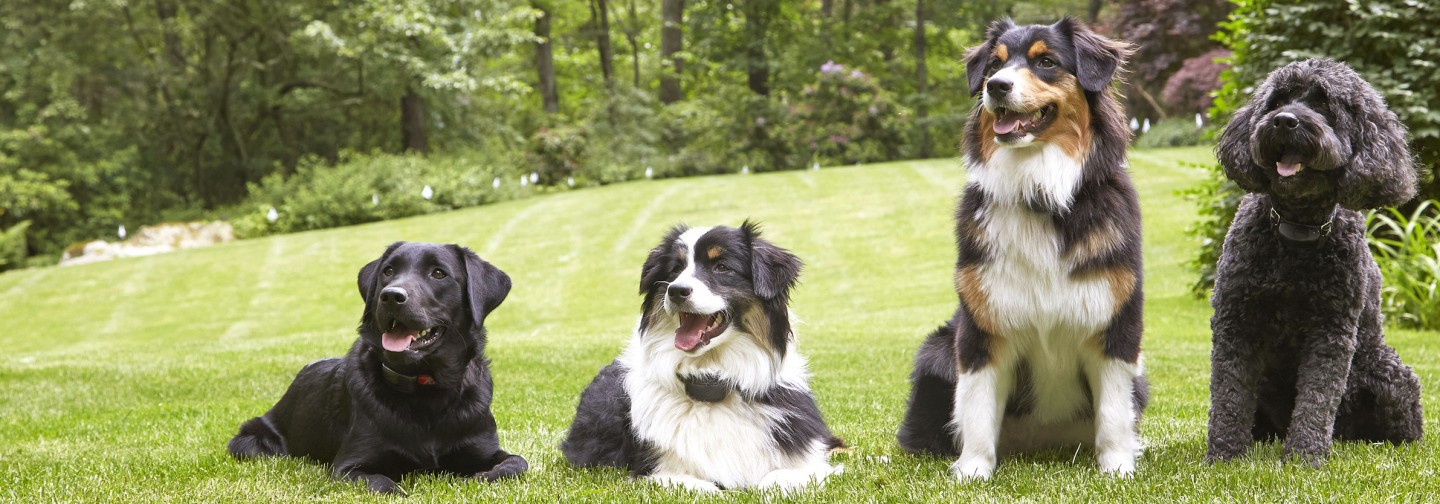 DogWatch Hidden Fence of Knoxville, Knoxville, Tennessee | Support Footer Image Image