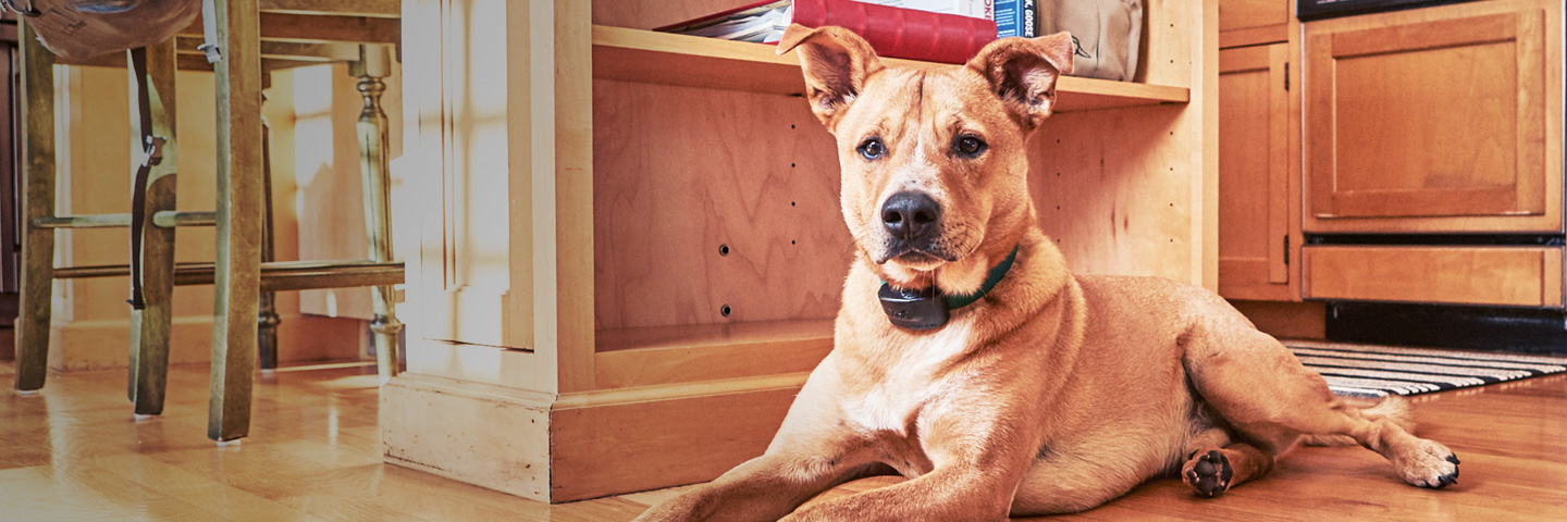 DogWatch Hidden Fence of Knoxville, Knoxville, Tennessee | Indoor Pet Fences Slider Image