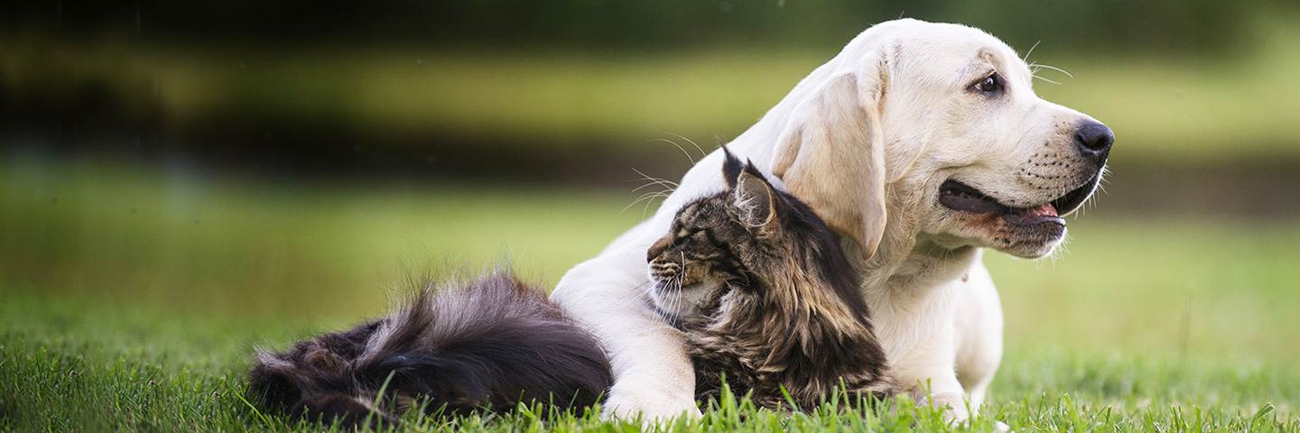 DogWatch Hidden Fence of Knoxville, Knoxville, Tennessee | Cat Fences Slider Image